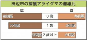 田辺のアライグマ／雌の成獣増える／出生数も上昇傾向