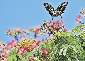 蜜を求めてチョウが飛び回っているネムノキの花（１３日、和歌山県田辺市上秋津で）