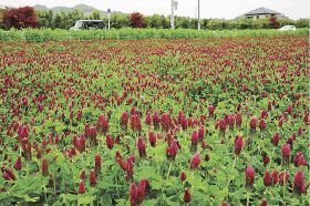 田んぼ一面に広がるクリムゾンクローバー（和歌山県みなべ町筋で）