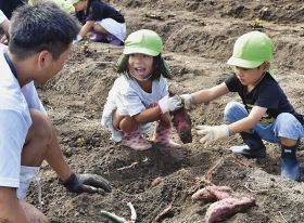 サツマイモ大きいよ／上富田　園児が高校生と収穫