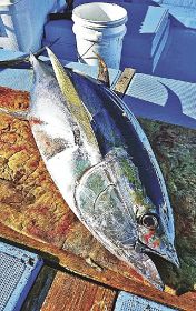 串本沖でマグロのフカセ　重さ５０キロ超の大物も