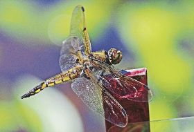 くいに止まって縄張りを主張するヨツボシトンボ（和歌山県田辺市天神崎で）