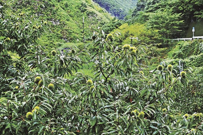 緑色のいがぐりが実っている（和歌山県上富田町生馬で）