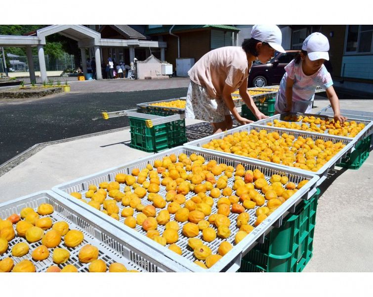 塩漬けした梅をせいろに並べて干す清川小学校の児童（８日、和歌山県みなべ町清川で）