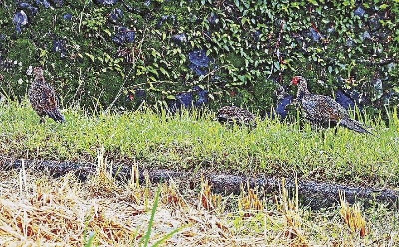 稲刈りの終わった田んぼで落ち穂を探すキジの群れ（和歌山県上富田町市ノ瀬で）