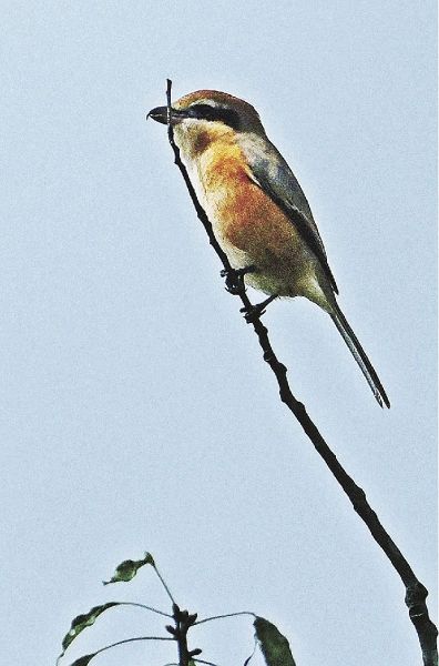 枝の先で縄張りを主張するモズ（和歌山県上富田町岡で）