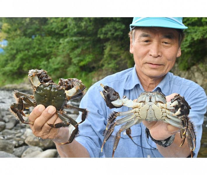 漁期を迎え、富田川で捕獲されたモクズガニ（１８日、和歌山県田辺市中辺路町で）