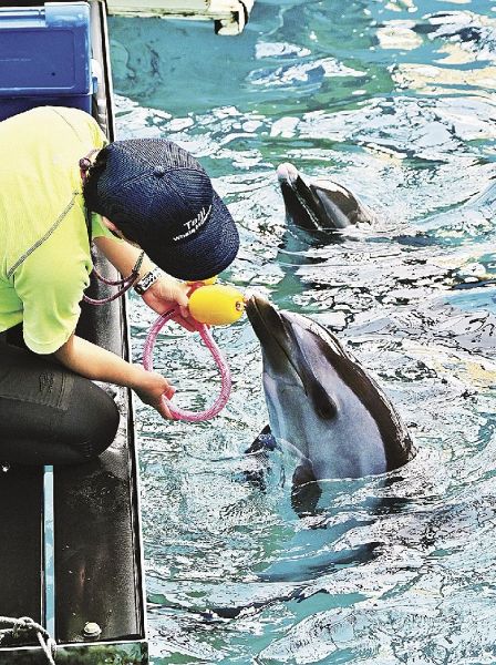 １歳の誕生日会でおもちゃをプレゼントされるマダライルカの「マナ」（２５日、和歌山県太地町で）