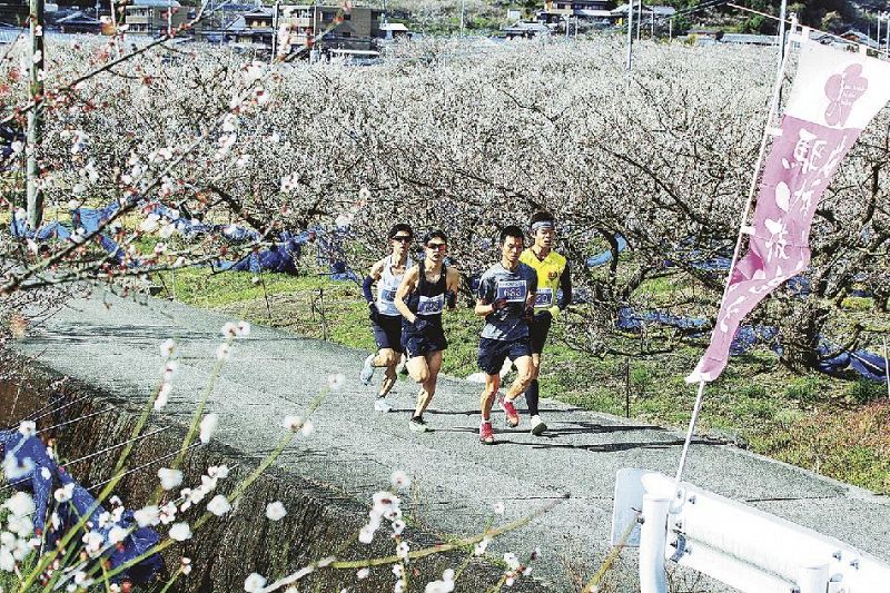 満開の梅の里を駆け抜けるランナー（２月、田辺市中芳養で）