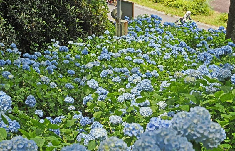 国道３７１号沿いで見頃を迎えたアジサイ（和歌山県かつらぎ町花園久木で）