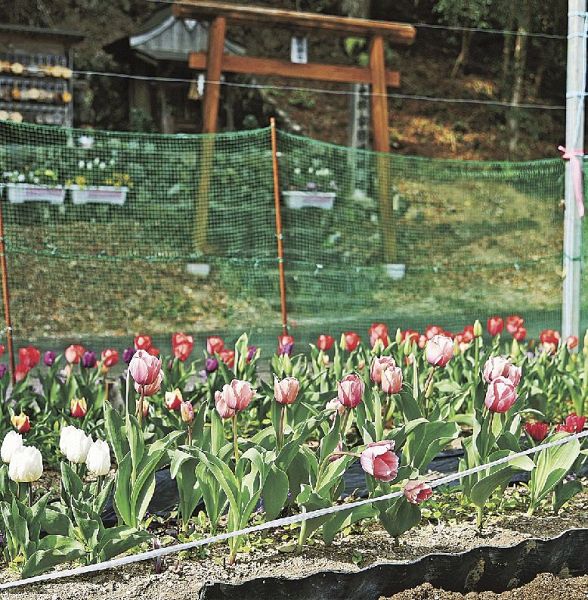 安倍晴明神社の道向かいで、色とりどりの花を咲かせたチューリップ（和歌山県田辺市龍神村殿原で）