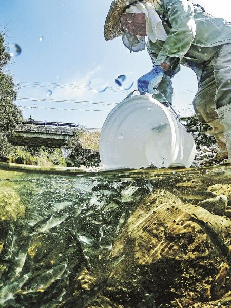 バケツを使って稚アユを放流する七川漁協の関係者（和歌山県古座川町添野川で）