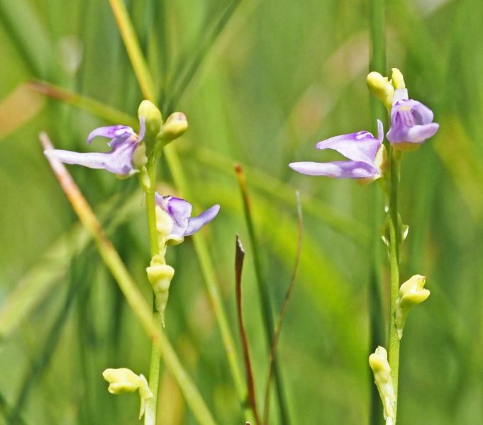 小さな花を咲かせたホザキノミミカキグサ（和歌山県紀南地方で）