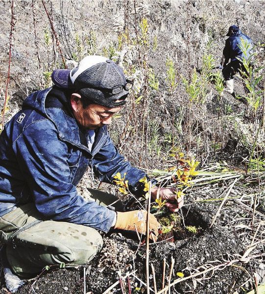 ウバメガシの苗木を植える参加者（１７日、和歌山県みなべ町東神野川で）