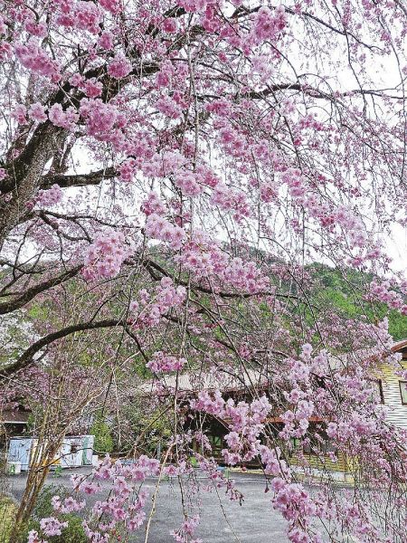 見頃を迎えたシダレザクラ（和歌山県田辺市龍神村小又川で）