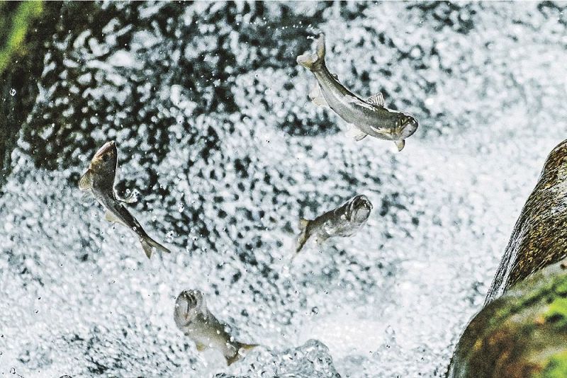 「滝の拝」の魚道を跳ねる若アユ（和歌山県古座川町小川で）