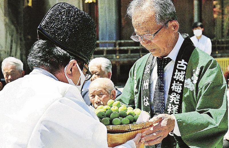 熊野本宮大社に奉納する古城梅を神職に手渡す那須豊平会長（右）＝１６日、和歌山県田辺市本宮町で