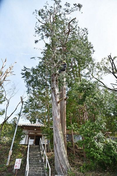 緑化スギテープ 造園 よく燃える - その他