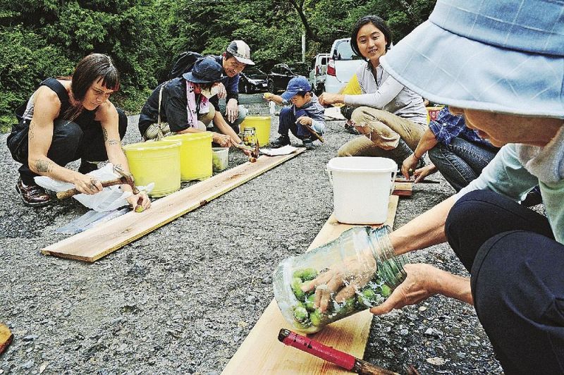 梅の実を塩でもんだり、金づちでたたいて割ったりする参加者（和歌山県みなべ町清川で）