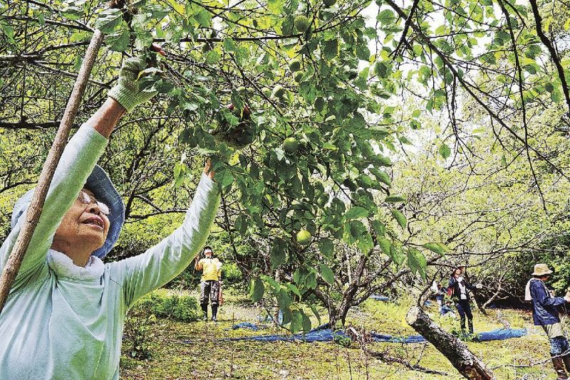 カリカリ梅に使う実は放棄された畑で収穫した