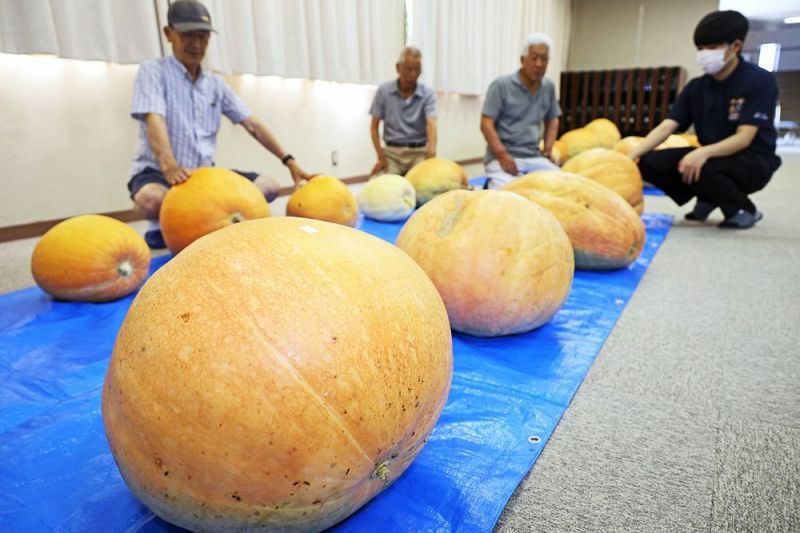 「おばけカボチャコンテスト」に出品されたカボチャ（２日、和歌山県田辺市中万呂で）