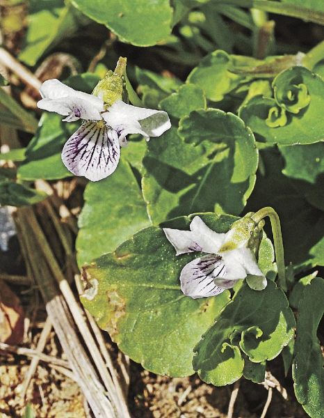 小さくかわいらしい花を咲かせたニョイスミレ（和歌山県田辺市秋津町で）