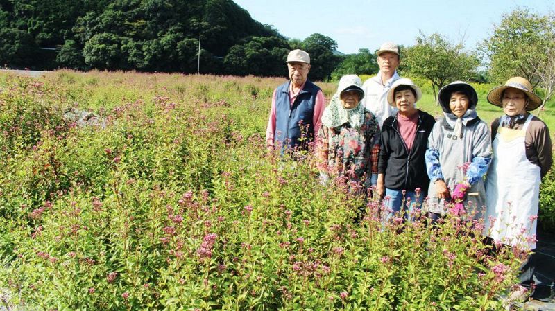 フジバカマ園を整備するボランティアのメンバー（１２日、和歌山県上富田町下鮎川で）