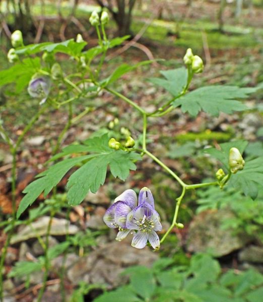 かわいい薄紫色の花を咲かせたカワチブシ（和歌山県紀南地方の山中で）