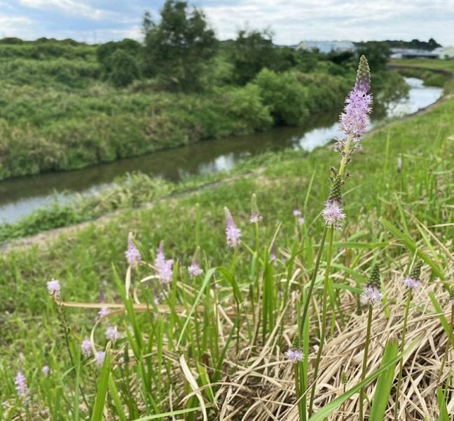 河川敷で咲くツルボ（和歌山県田辺市秋津町で）