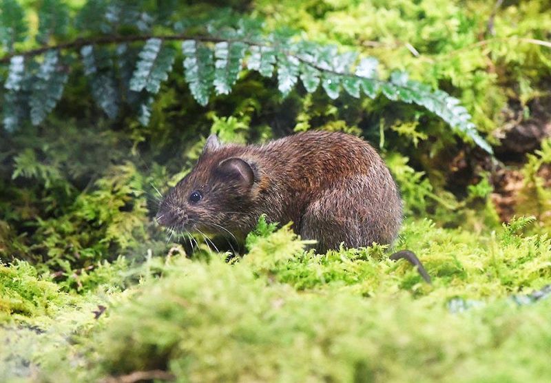 飼育展示予定のヤチネズミ（和歌山県立自然博物館提供）