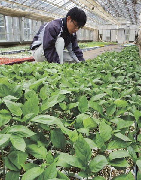 生徒が実習で育てたピーマンの苗。８日から販売する（和歌山県みなべ町芝で）