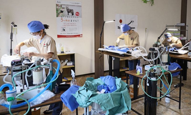 手術をするスペイベッツジャパンの獣医師（和歌山県上富田町朝来で）