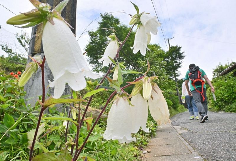 熊野古道沿いでかわいらしい花を咲かせているホタルブクロ（和歌山県田辺市本宮町三越で）