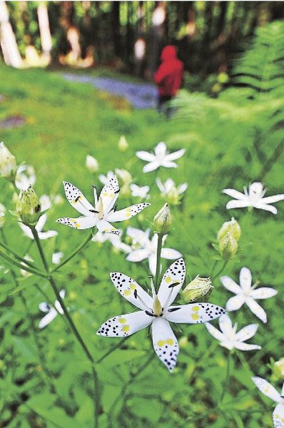 熊野古道沿いでかわいらしい花を咲かせているアケボノソウ（和歌山県田辺市中辺路町で）