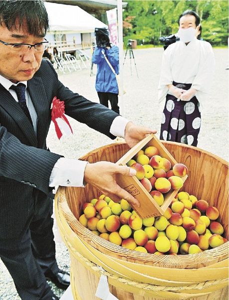 神事でたるに青梅を入れる参列者（６日、和歌山県田辺市本宮町で）