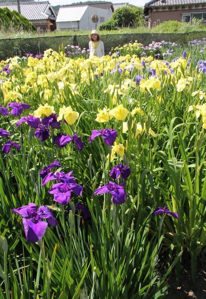 花の見頃を迎えている「とびやま花しょうぶ園」（３０日、和歌山県御坊市野口で）