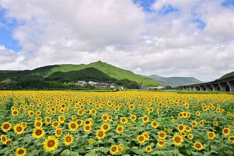 能城山本地区の休耕田で見頃を迎えているヒマワリ畑（２６日、和歌山県新宮市熊野川町で）