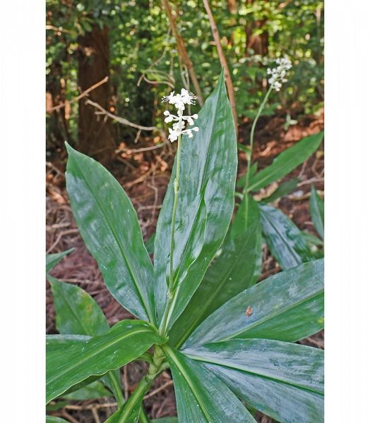 林道沿いでかわいらしい花を咲かせたヤブミョウガ（和歌山県田辺市で）