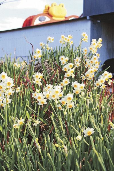 印南川沿いに咲いているスイセン（和歌山県印南町印南で）