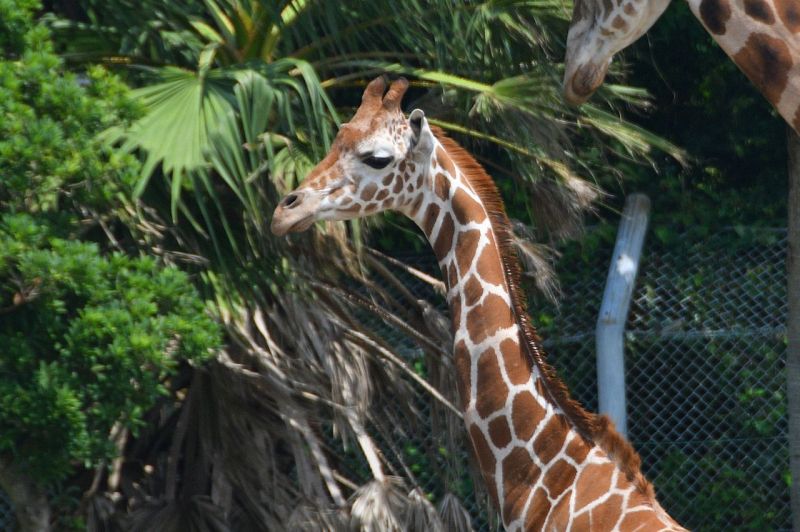 死亡したアミメキリン（アドベンチャーワールド提供）