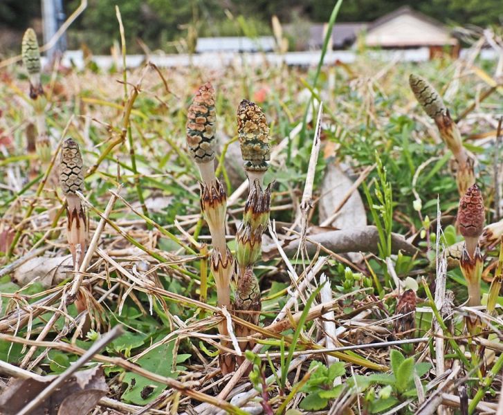 草地で顔を出したツクシ（和歌山県白浜町大古で）