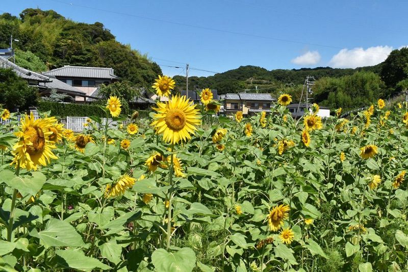 下村地区で見頃を迎えているヒマワリ（23日、和歌山県田辺市稲成町で）