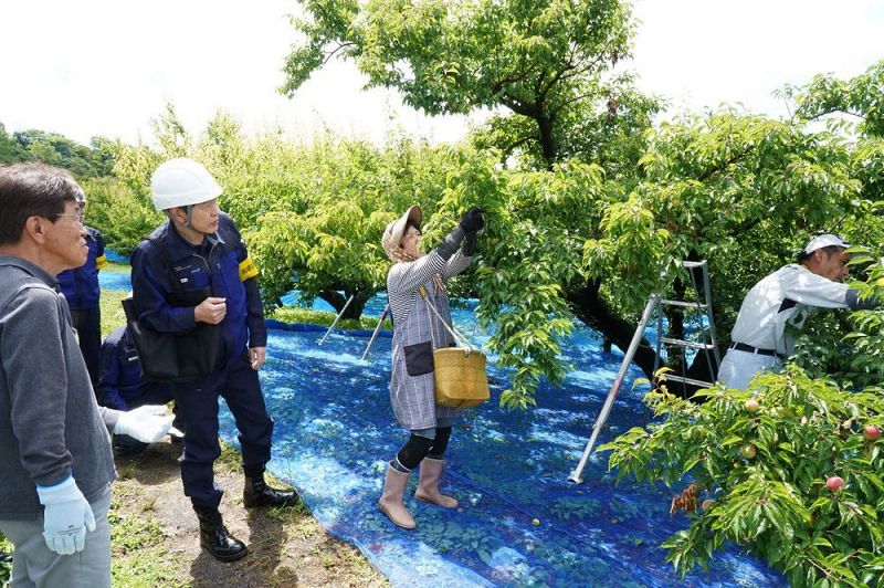 梅の収穫作業の現場を確認する和歌山労働局の松浦直行局長（左から２人目）＝１０日、和歌山県田辺市秋津川で