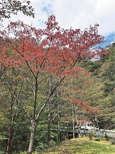 高野龍神スカイラインを彩る、葉が赤く色づいた木