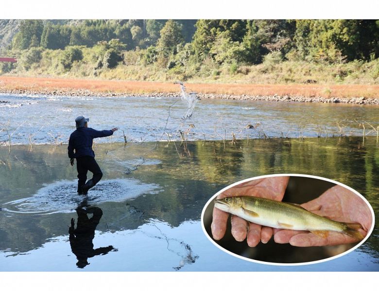 小鷹網を投げる上野泰義さん。円内は網にかかったアユ（和歌山県古座川町立合で）