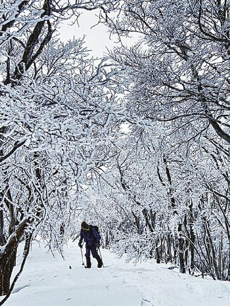 田辺市龍神村と奈良県の県境の龍神岳付近は樹氷に覆われる（２０日）