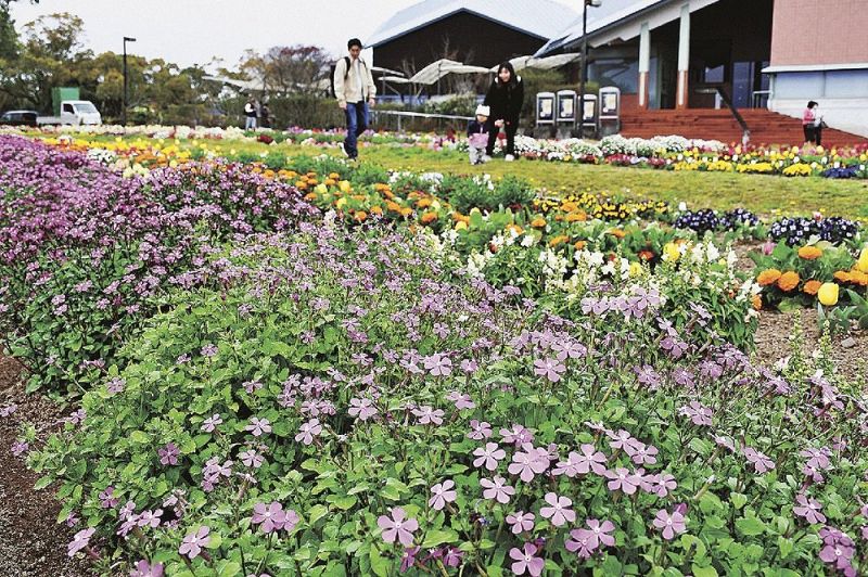 一斉に見頃を迎えた花々（田辺市たきない町で）