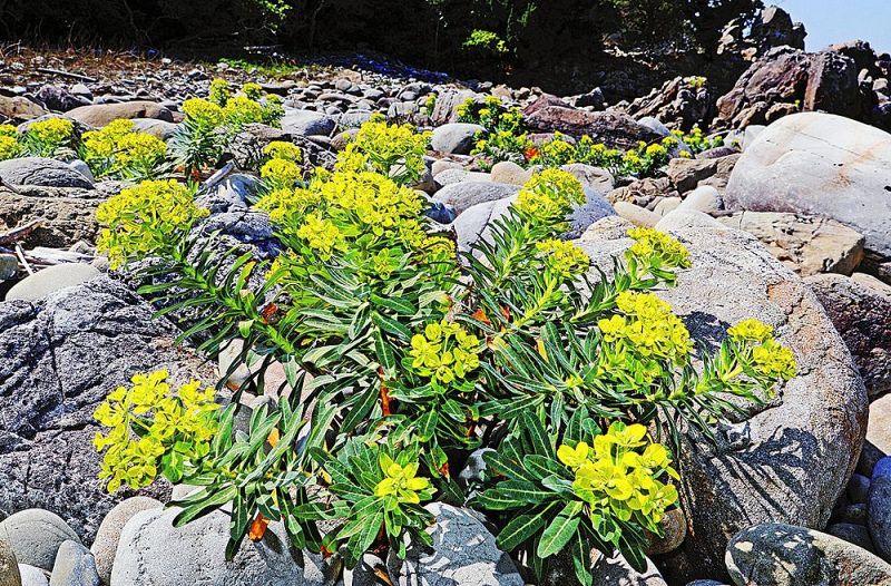 海岸に群生するイワタイゲキ（和歌山県すさみ町江住で）