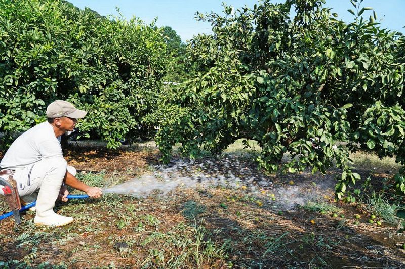 温州ミカンの畑で、水やりをする農家（７日、和歌山県田辺市上秋津で）