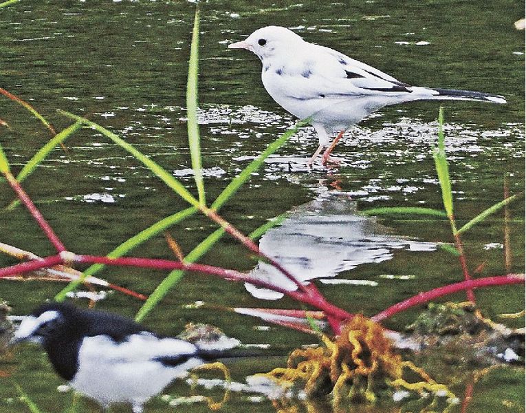 南部川に飛来した白いセキレイ（和歌山県みなべ町筋で）